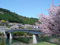 橋にかかる桜